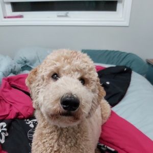 Meet your Posher, Abby